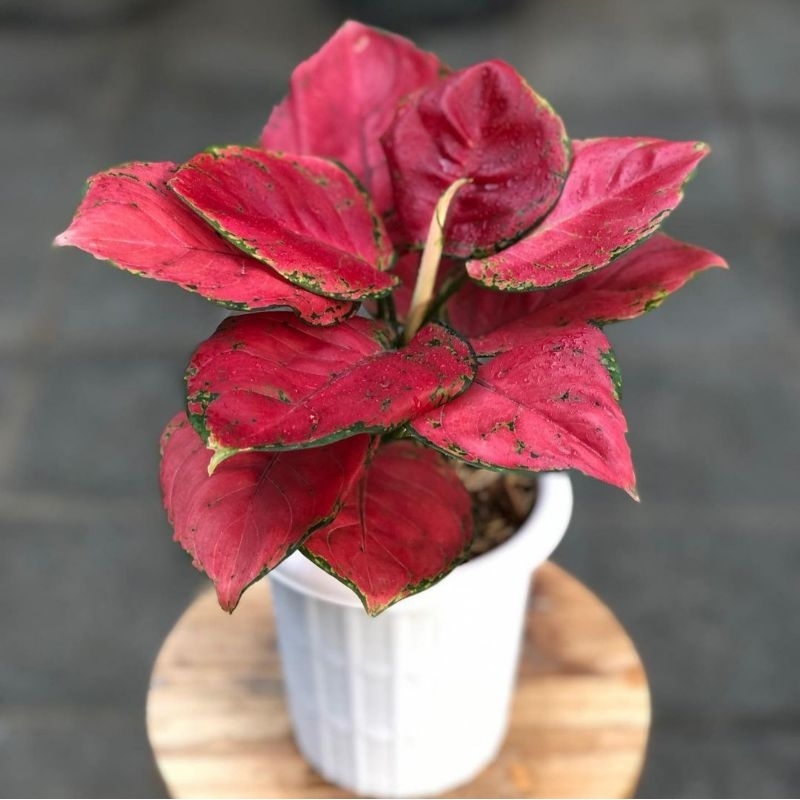 Jual Aglonema Red anja/Red anjamani/tanaman hias/tanaman hias murah ...