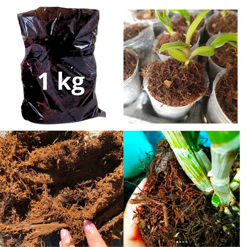 Jual media tanam anggrek mos hitam siap pakia 1 kg | Shopee Indonesia