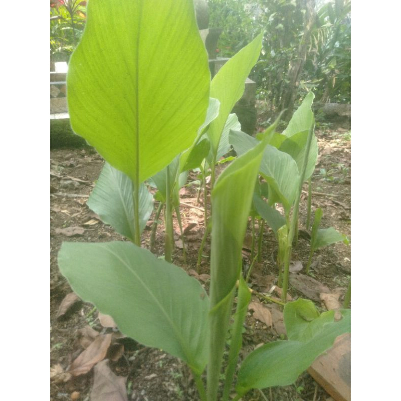 Jual Jual Daun Kunyit Segar Kg Bonus Shopee Indonesia