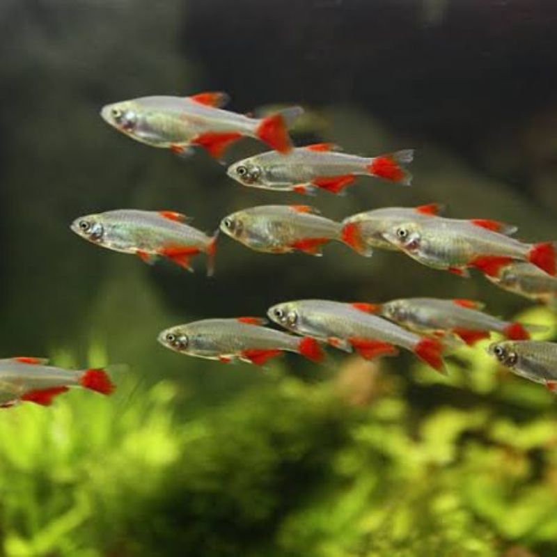 Produk Kim_fish | Shopee Indonesia