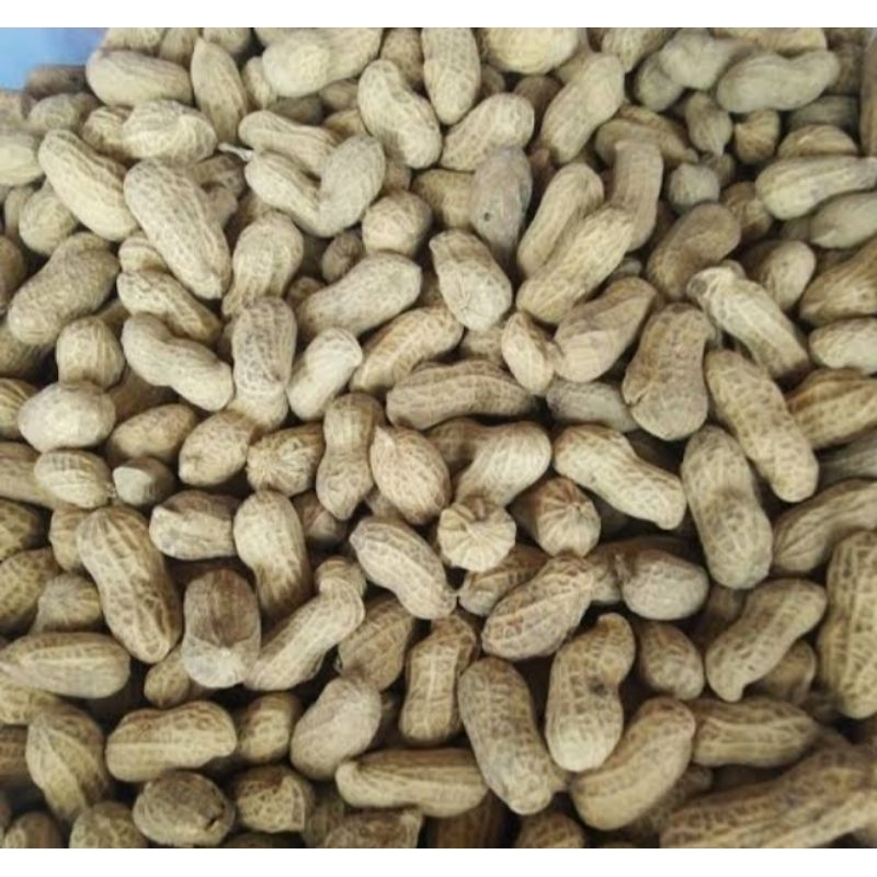 Jual Kacang Tanah Mentah 1kg Shopee Indonesia