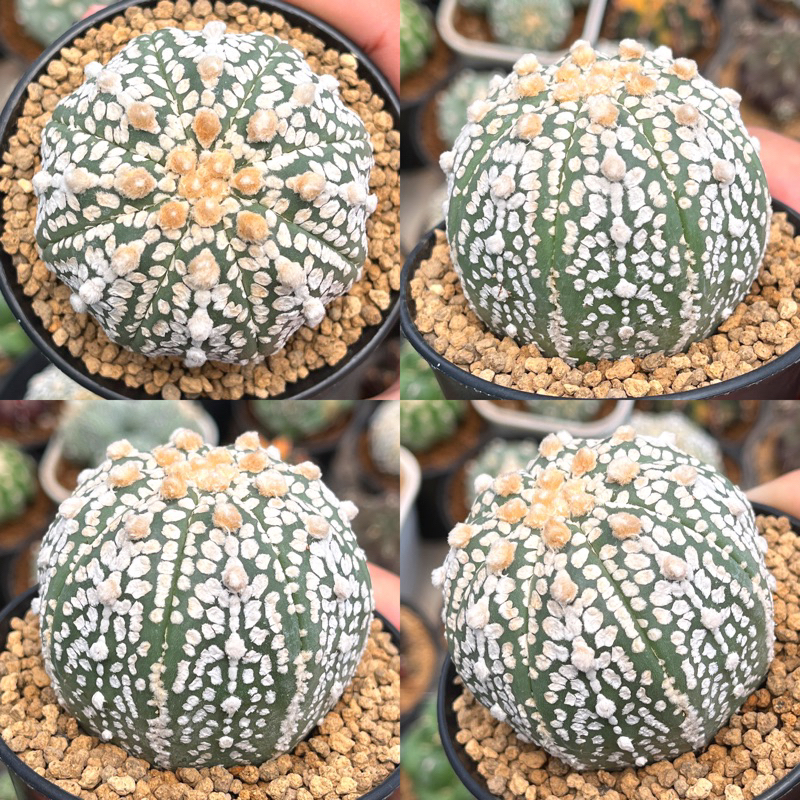 Jual Kaktus Astrophytum Super Kabuto Selected Big Size Shopee Indonesia