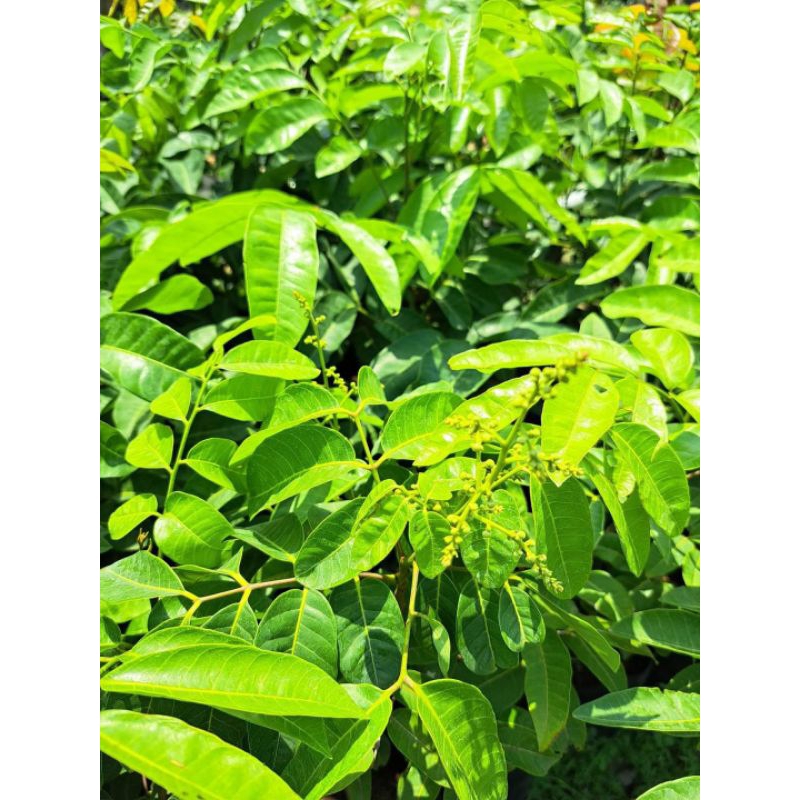 Jual Bibit kelengkeng kondisi berbunga tinggi 60-70cm | Shopee Indonesia