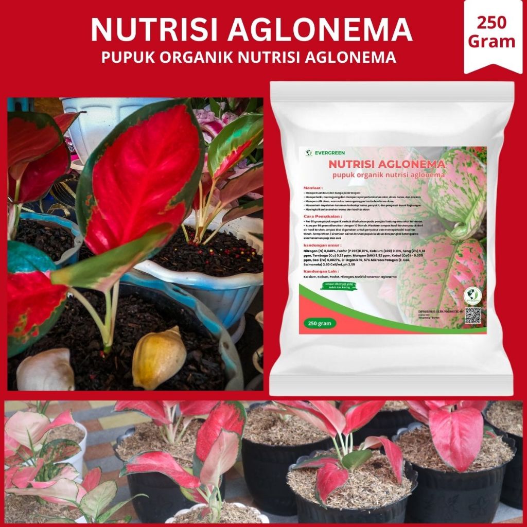 Pupuk Booster Aglonema Pupuk Organik Pelebat Daun Aglonema Pupuk Organik Penyubur Perangsang Daun dan Tunas Aglonema