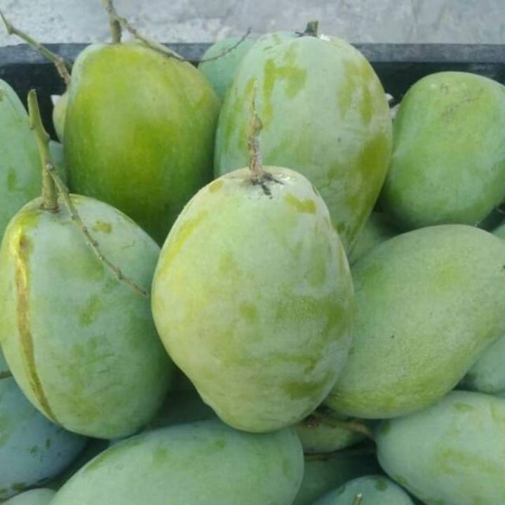 Jual buah mangga cengkir segar 1kg | Shopee Indonesia