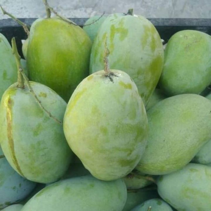 Jual Buah Mangga Cengkir Segar 1kg Shopee Indonesia 