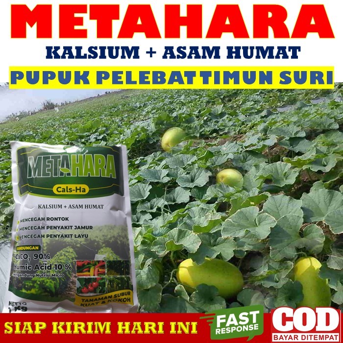 Jual Pupuk Pelebat Buah Timun Suri yang Bagus METAHARA 1 KG Pupuk ...