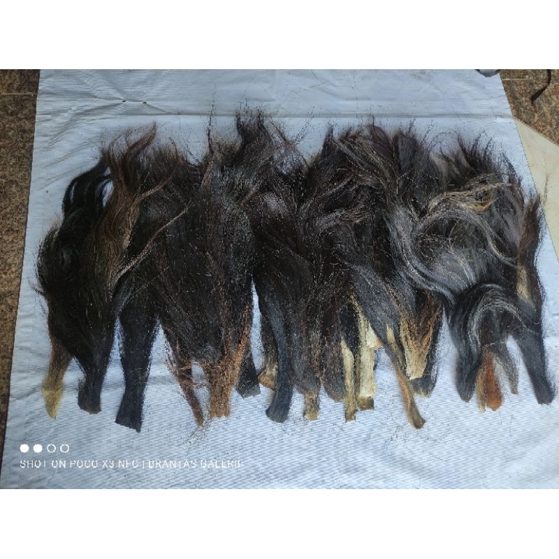 Jual Rambut sapi /ekor sapi Besar -Tanpa garam | Shopee Indonesia
