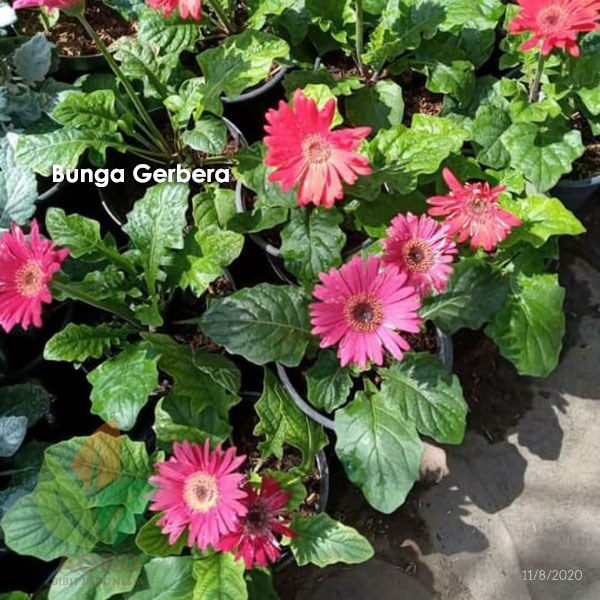 Jual Tanaman Bunga Gerbera - Tanaman Hebras Bunga Gerbera | Shopee ...