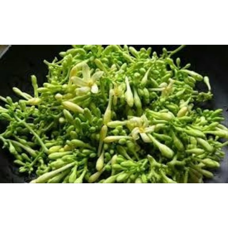 Jual Pepaya Bunga Terlengkap & Harga Terbaru Oktober 2026 | Shopee ...