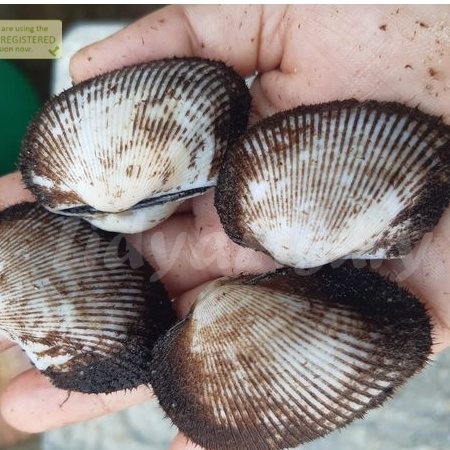 Jual Kerang Bulu 1Kg Kerang Bulu Segar Seafood Kerang Laut Segar ...
