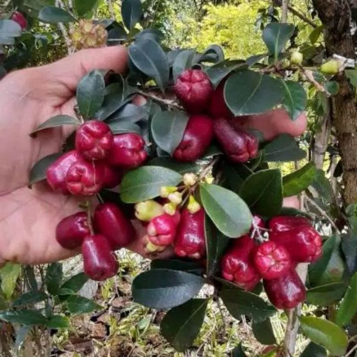 Jual BIBIT TANAMAN BERKUALITAS BIBIT BUAH JAMBU AIR LILIPHILY HASIL ...