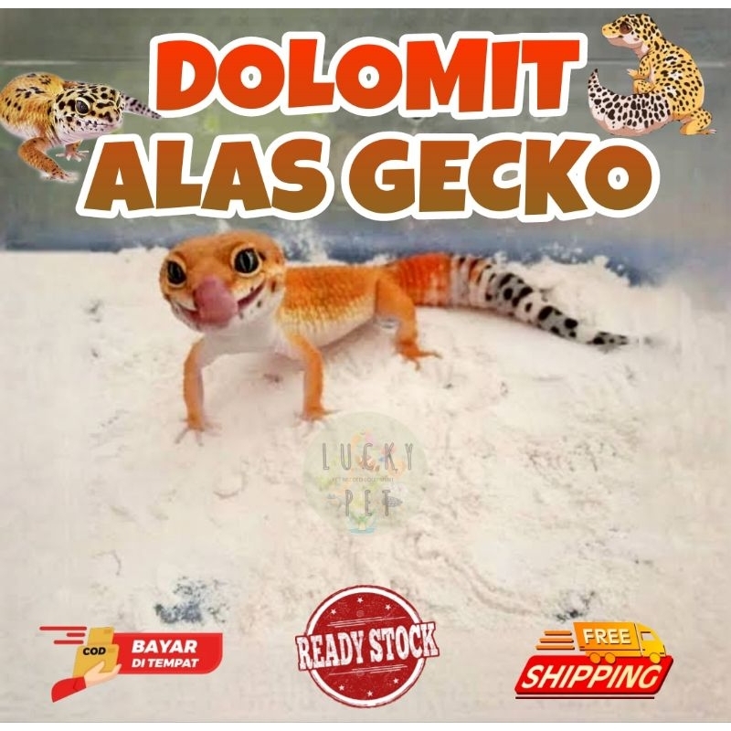 Jual [1 KG] Dolomit gecko alas kandang tokek rumah gecko geko kadal ...