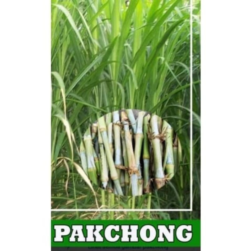 Jual Bibit Rumput Pakchong Super Asli Thailand (1 kg isi 20 stek ...