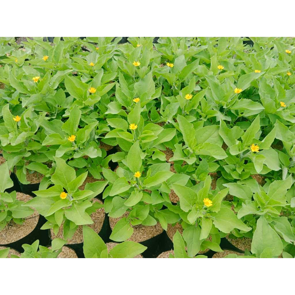 Jual Bunga seribu bintang / Tanaman Hias Matahari Mini Butter daisy