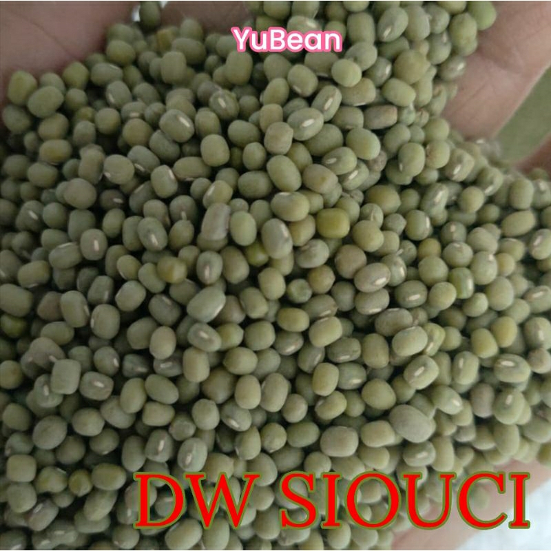 Jual KACANG HIJAU DW SIOUCI WAKEMA TAUGE Per Kg | Shopee Indonesia