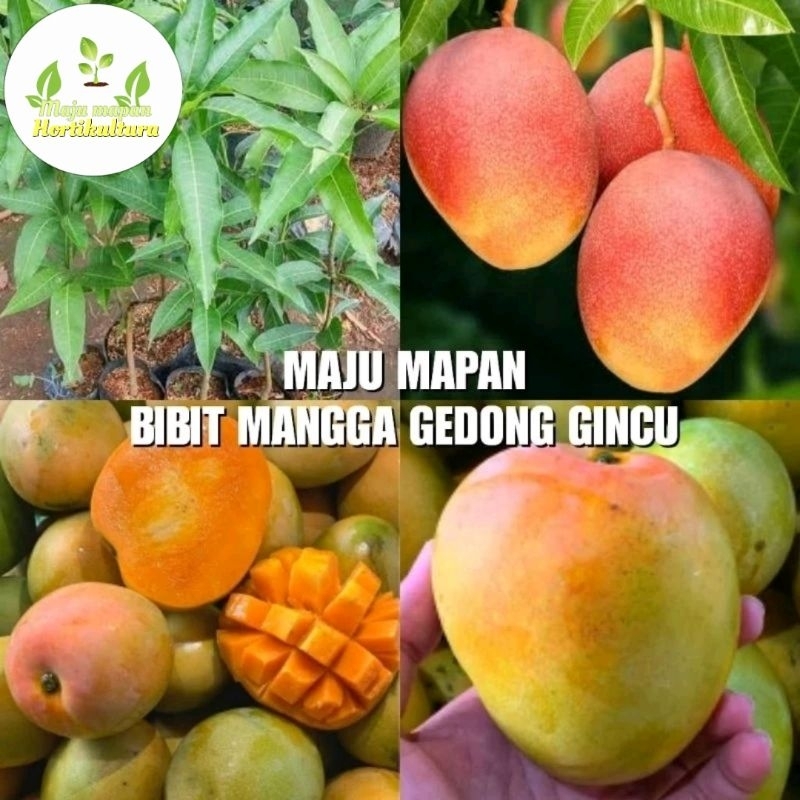 Jual BIBIT MANGGA GEDONG GINCU SUPER | Shopee Indonesia