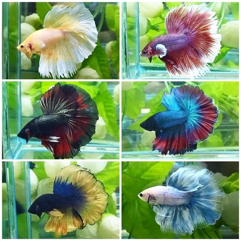 Harga discount betta fish