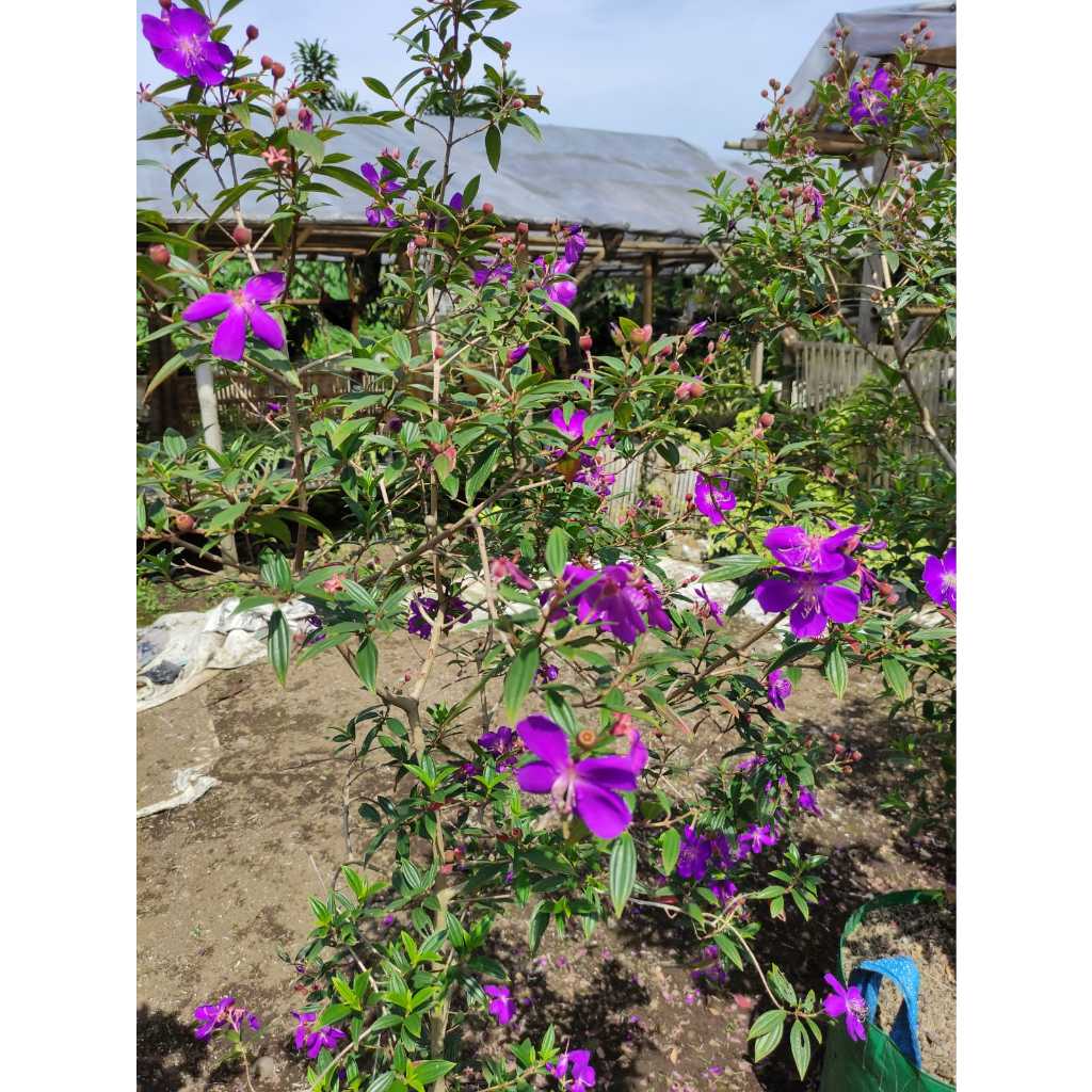 Tanaman hias tibouchina / taibo cina / senggani / princes tibouchina bunga ungu