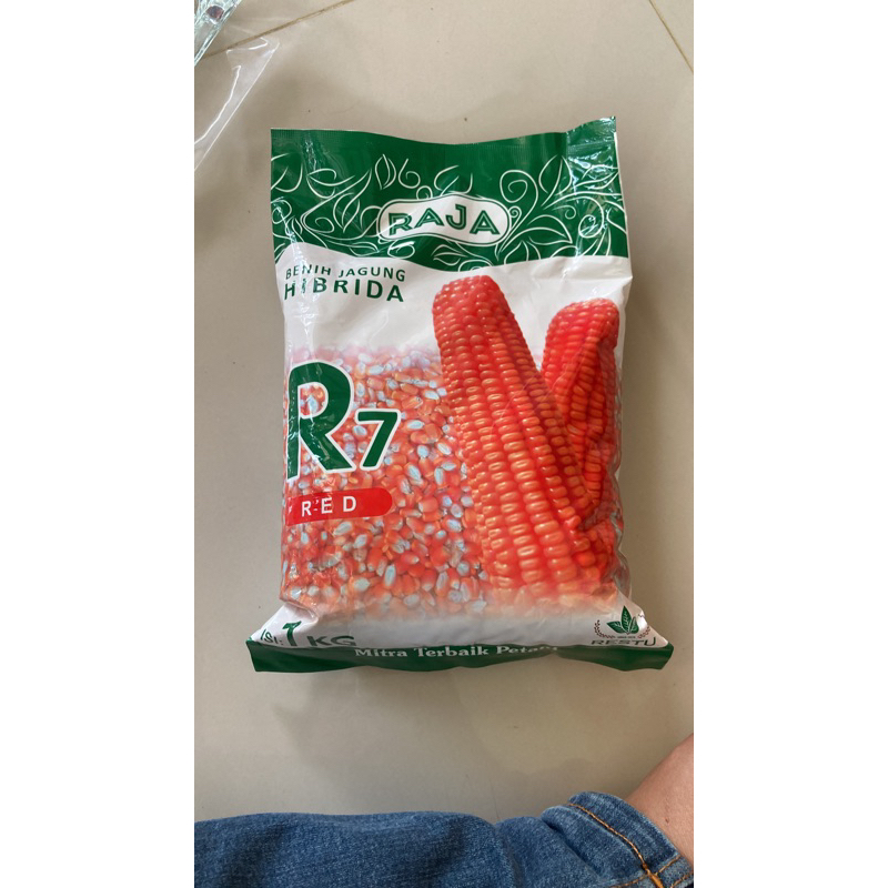 Jual Benih jagung R7 (Raja) | Shopee Indonesia