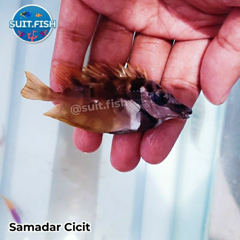 Jual Ikan Hias Air Laut Samadar Cicit | Shopee Indonesia
