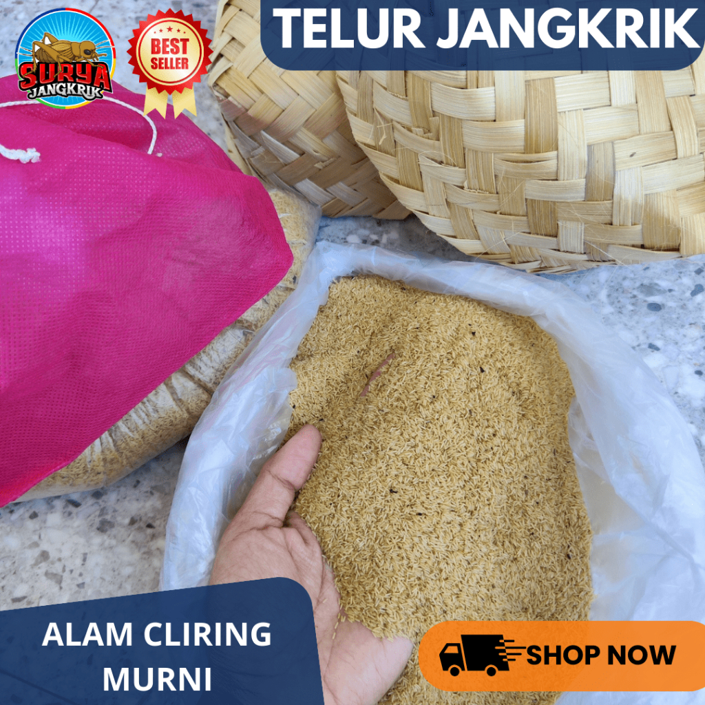 Jual Bibit jangkrik ALAM CLIRING kemasan 300 gram telor jangkrik untuk ...