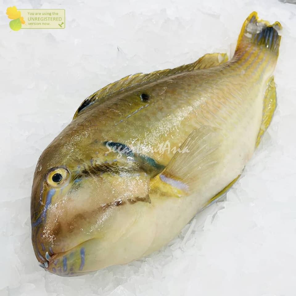 Jual Ikan Parot 1Kg Ikan Parot Segar Ikan Kaka Tua Ikan Napoleon Parot ...