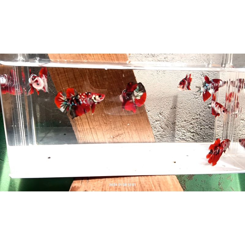 Jual ikan cupang rkc | Shopee Indonesia