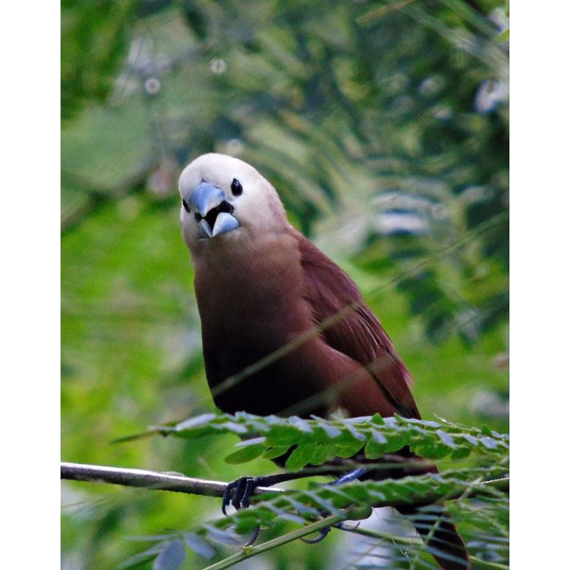 Harga Burung Emprit: Sebuah Panduan Lengkap