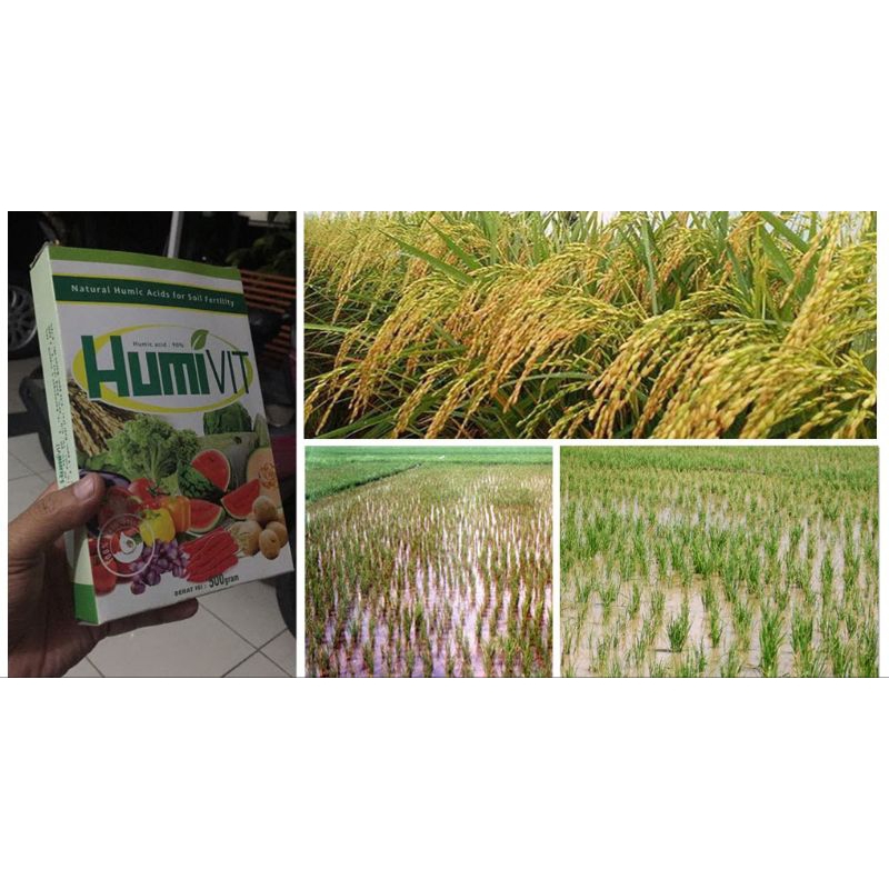 Jual Pupuk Asam Humat Humivit, (Efektif Menyuburkan Tanah) kandungan 90 ...