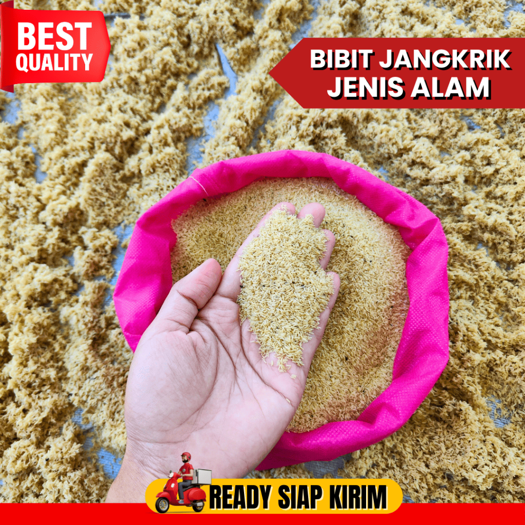 Jual Telur Jangkrik Alam Cliring Murni Cocok Untuk Budidaya Jangkrik