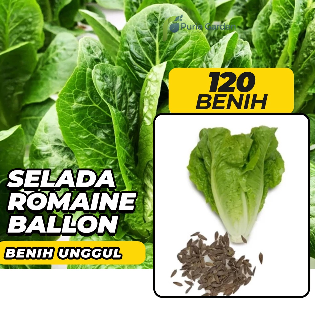 Jual Benih Bibit Selada Romaine Ballon Lettuce 120 Benih Dua Ribuan Pg