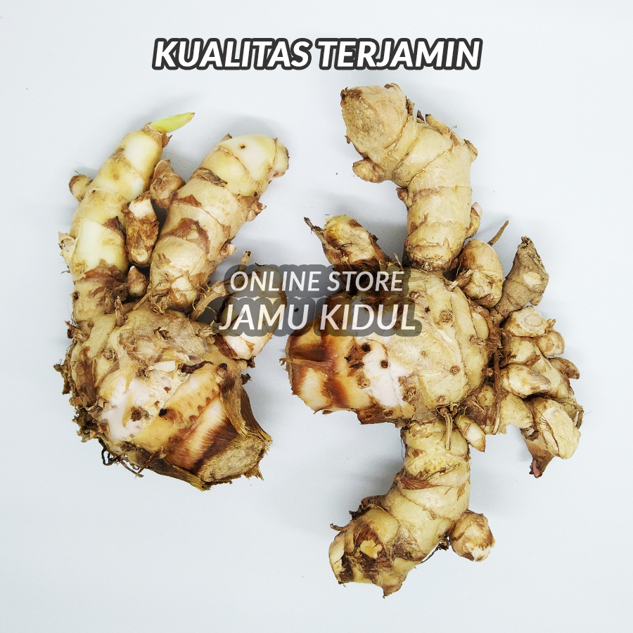 Jual Temu Ireng 1 KG atau Temu Hitam Segar | Shopee Indonesia