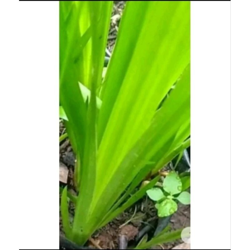 Jual tanaman kariango Harga Terbaik & Termurah Mei 2026 | Shopee Indonesia