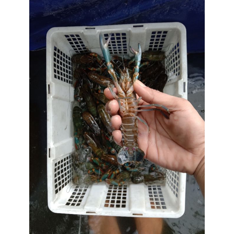 Jual Paket Indukan Lobster Air Tawar Ukur 12cm 5 Inci Jantan 4 Ekor