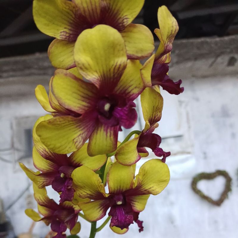 Jual Anggrek dendrobium kuning mix maroon | Shopee Indonesia