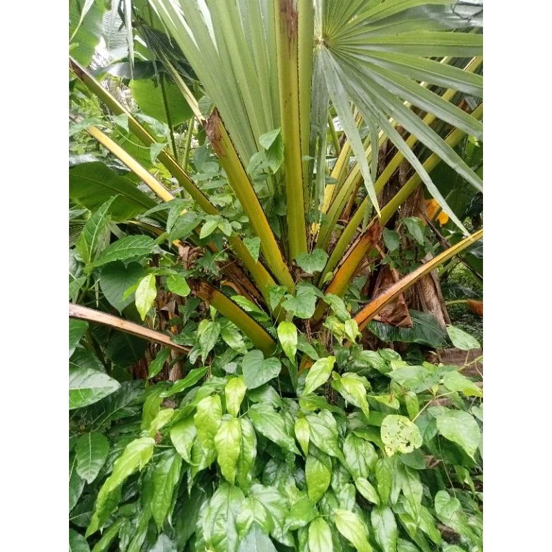Jual POHON SIWALAN / LONTAR ANAKAN {SUPER} SIAP TANAM | Shopee Indonesia