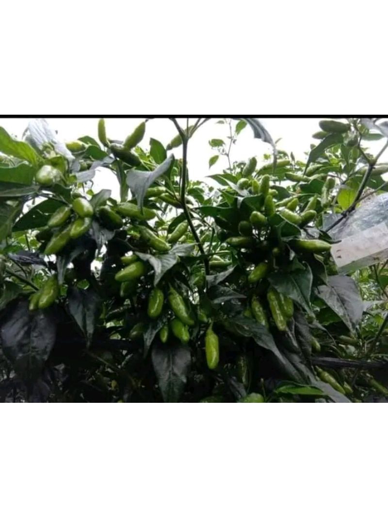 Jual Bibit Rabai Rawit Varietas 22 (Caplak Setan) | Shopee Indonesia