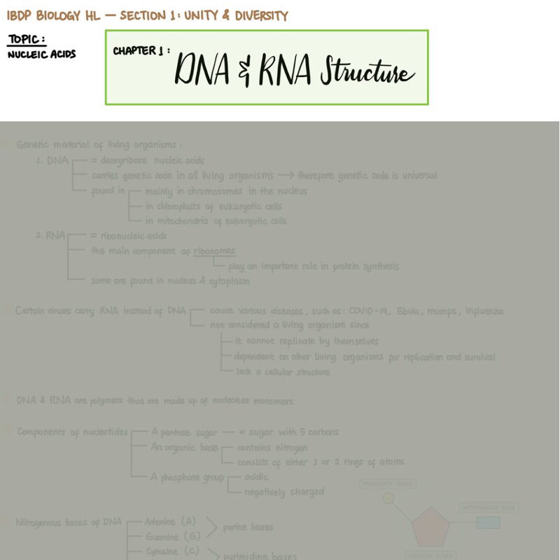 Jual IBDP Biology HL Summary Notes Topic Nucleic Acid Chapter 1: DNA ...