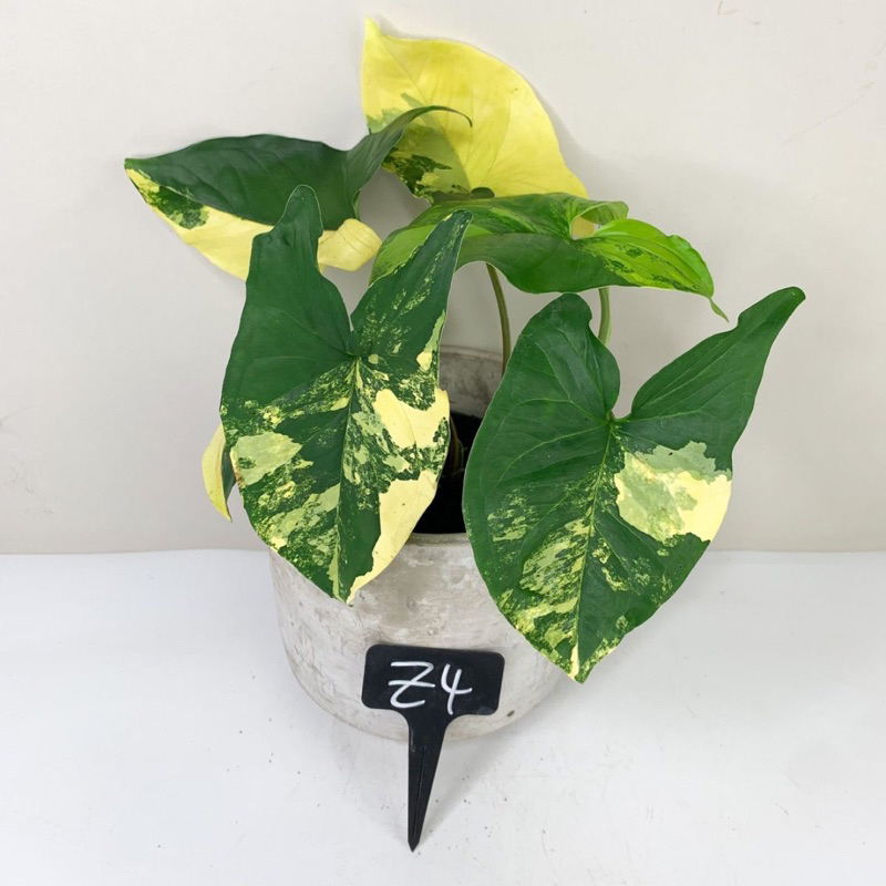Jual Syngonium Kuning | Shopee Indonesia