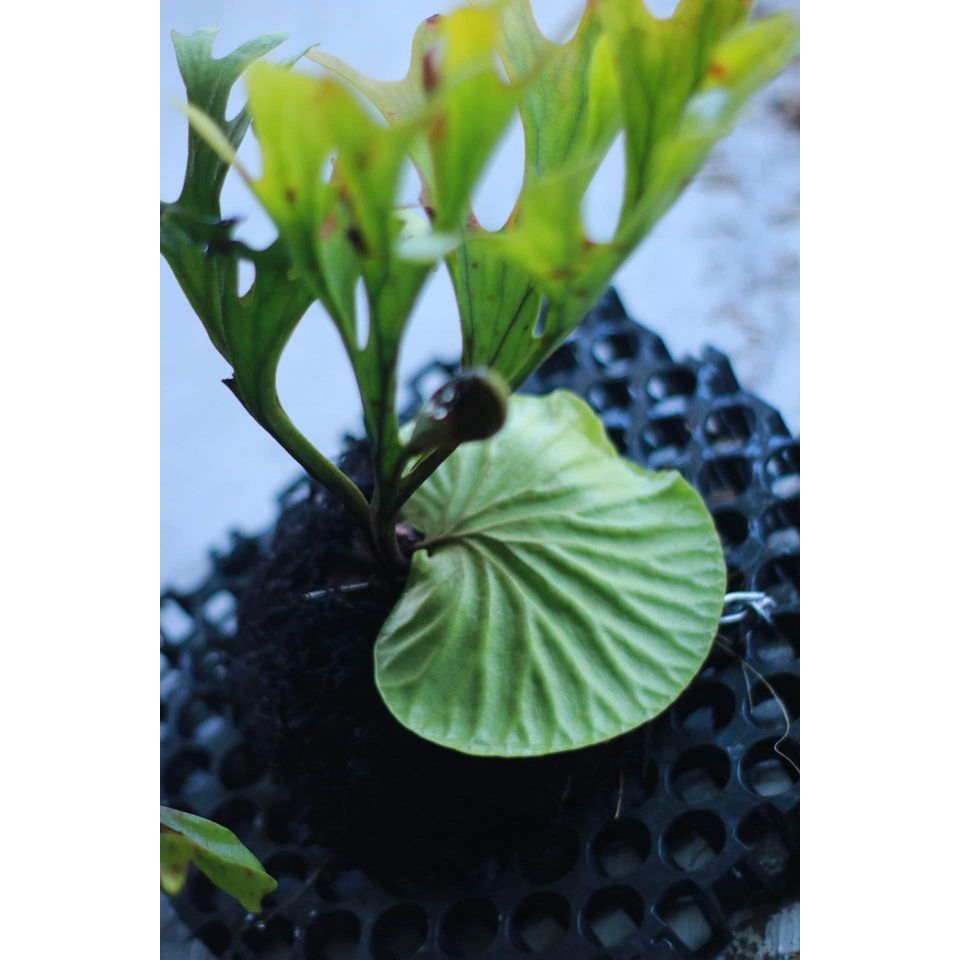 Jual Platycerium Redleyi / ridleyi/ tanduk rusa/ simbar menjangan ...