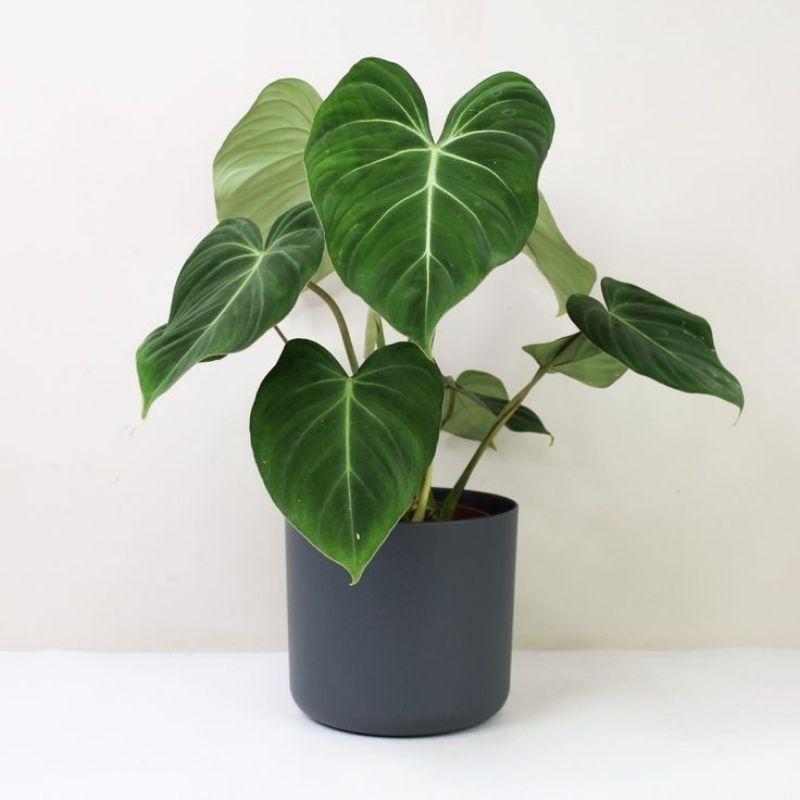 TANAMAN HIAS PHILODENDRON GLORIOSUM - TANAMAN HIAS INDOOR PHILODENDRON