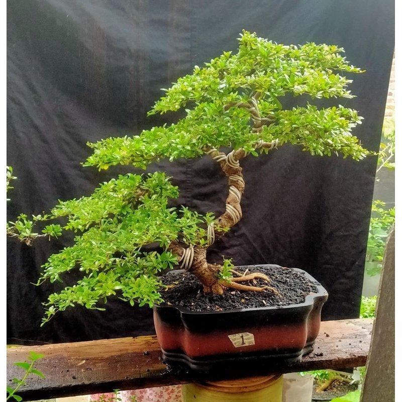 Jual Black olive bonsai medium | Shopee Indonesia