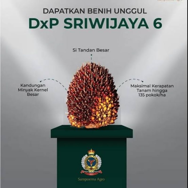 Jual Benih Kelapa Sawit Unggul Dxp Sriwijaya 6 (SEMICLON) | Shopee ...