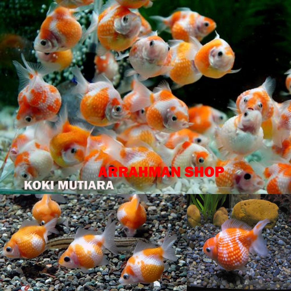 Jual Ikan mas koki - koki oranda - koki buldog - koki mutiara - koki ...