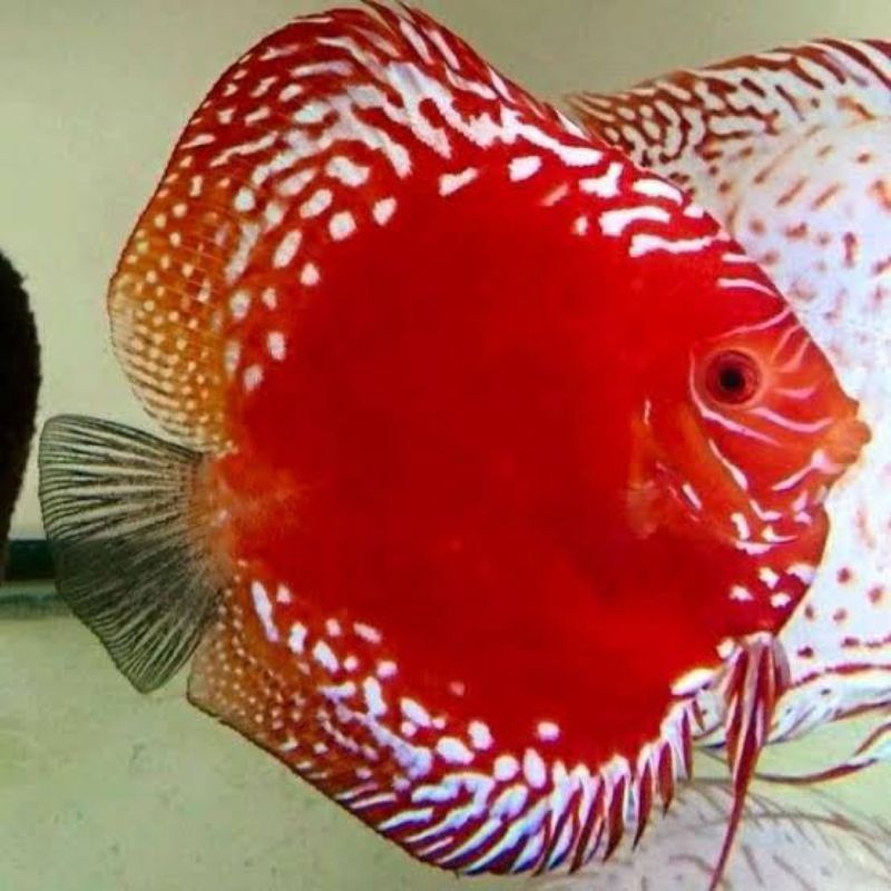 Jual ikan discus red raflesia size 2,5-3 inch | Shopee Indonesia