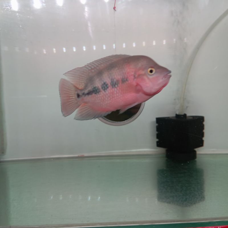 Jual Super red monkey | Shopee Indonesia