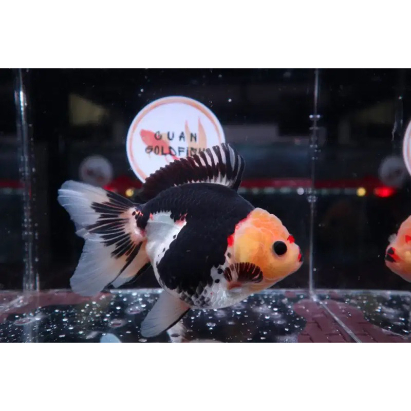 Jual ikan koki panda tri colour size jumbo termurah!!! berkualitas dan ...