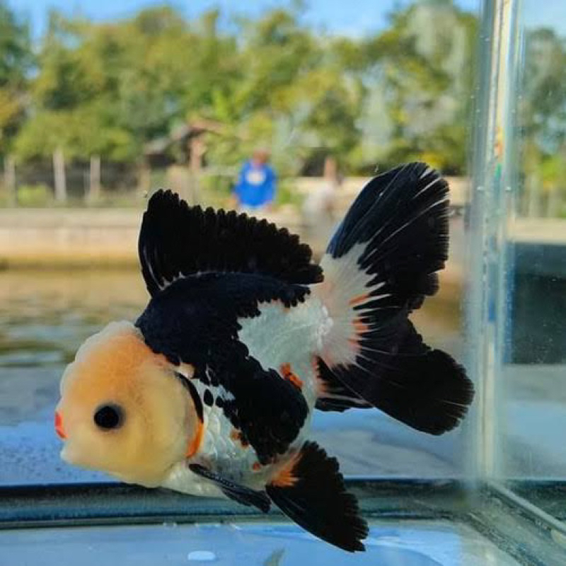 Jual ikan koki panda tri colour size jumbo termurah!!! berkualitas dan ...