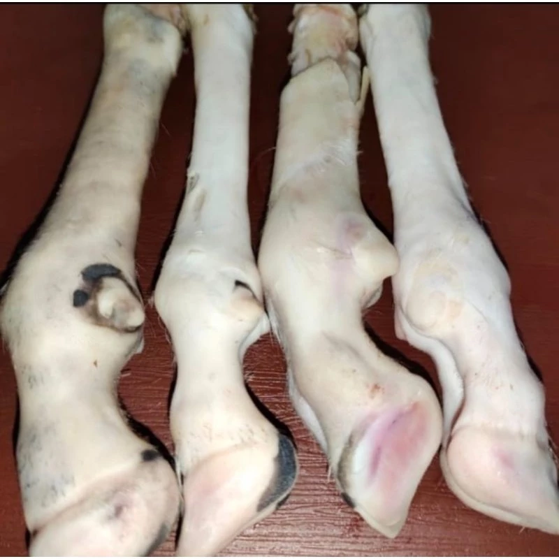 Kaki Kambing bersih 1KG